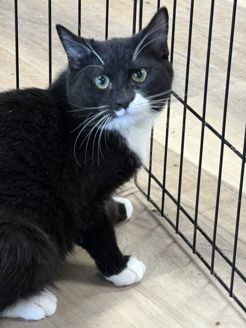 KELLY, Young American Shorthair / Tuxedo (medium coat), cat for adoption in Clifton, New Jersey