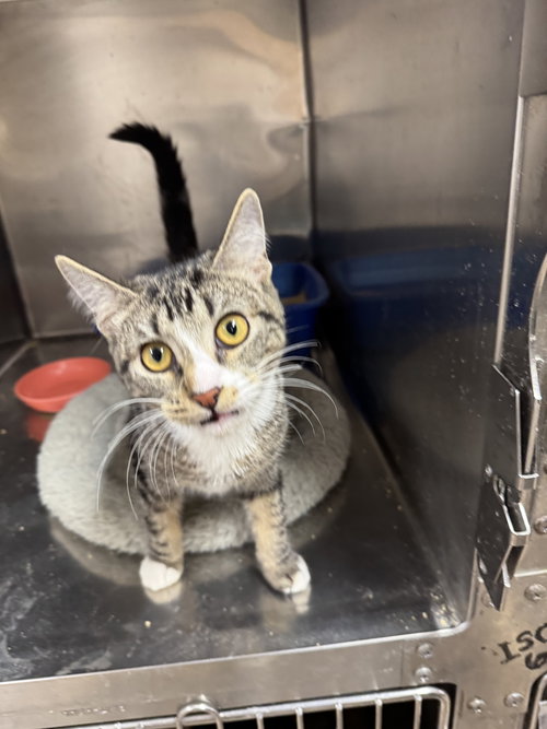 WREN, Young American Shorthair / Torbie (medium coat), cat for adoption in Clifton, New Jersey
