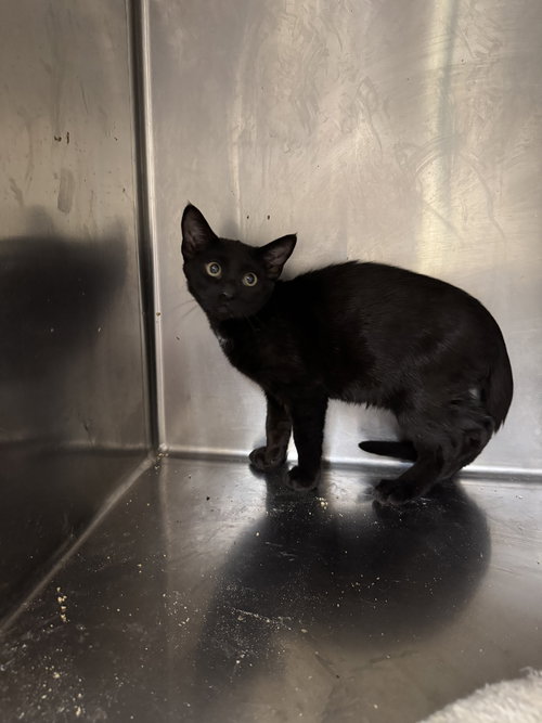 MANNY, Young American Shorthair / American Shorthair (medium coat), cat for adoption in Clifton, New Jersey