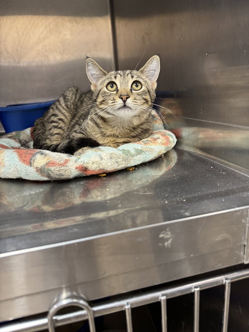 MELANIE, Young American Shorthair / Tabby (medium coat), cat for adoption in Clifton, New Jersey