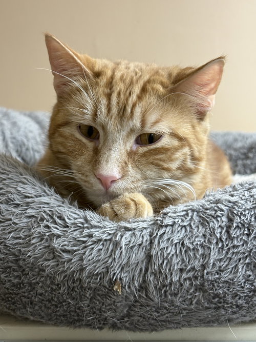 NOLAN, Young American Shorthair / Tabby (medium coat), cat for adoption in Clifton, New Jersey