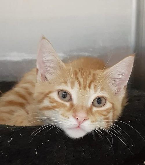 COLLIN, an adoptable American Shorthair in Massapequa, NY