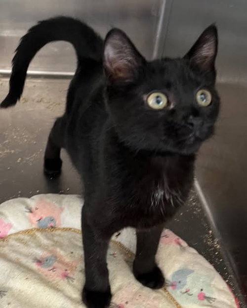 KELSIE, an adoptable American Shorthair in Massapequa, NY