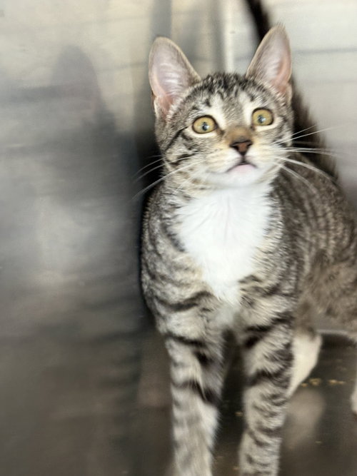JESSICA, an adoptable American Shorthair in Massapequa, NY