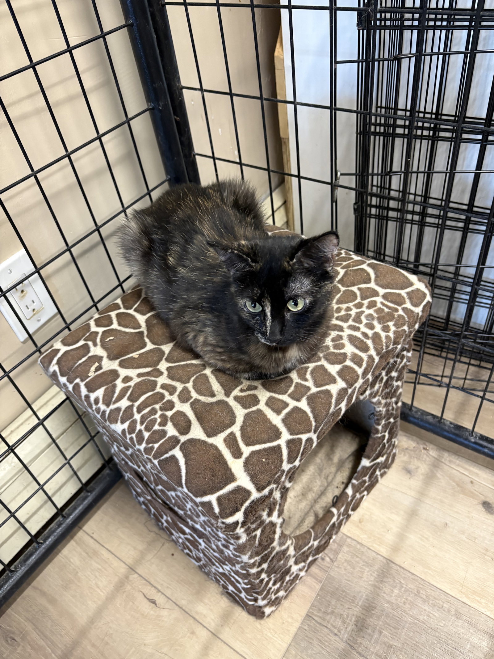 BRIANNA, cat