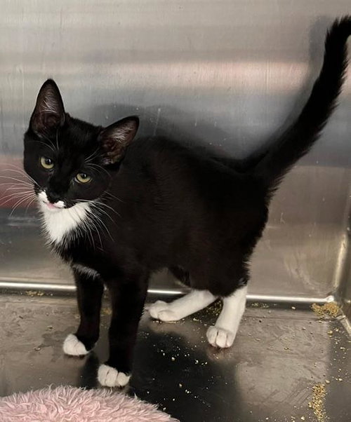 Janine, an adoptable American Shorthair in Massapequa, NY