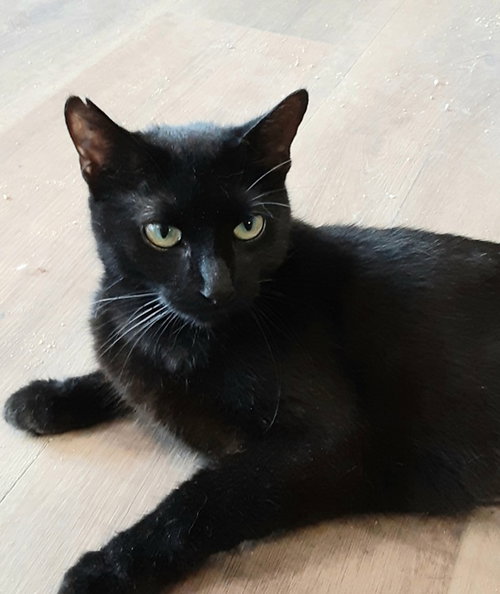 Maggie, a cat for adoption from All About Spay Neuter Inc.