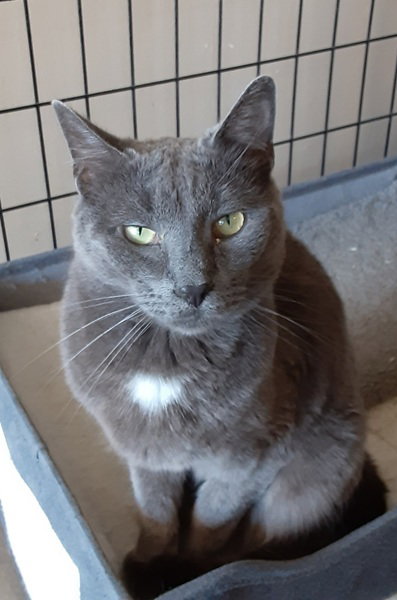 Fig, cat
