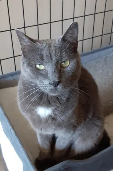 Fig - Domestic Short Hair