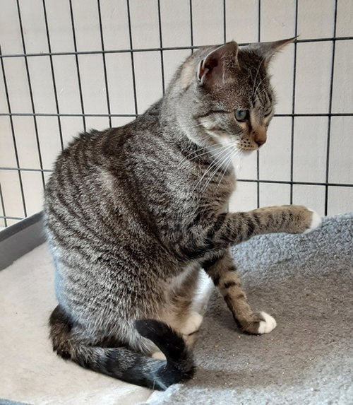 Bryson, a cat for adoption from All About Spay Neuter Inc.