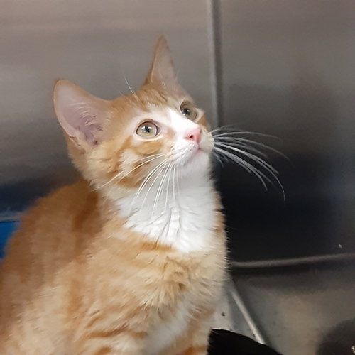 BRANDON, a cat for adoption from All About Spay Neuter Inc.