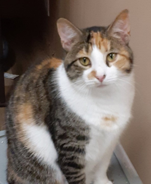 Willow, cat