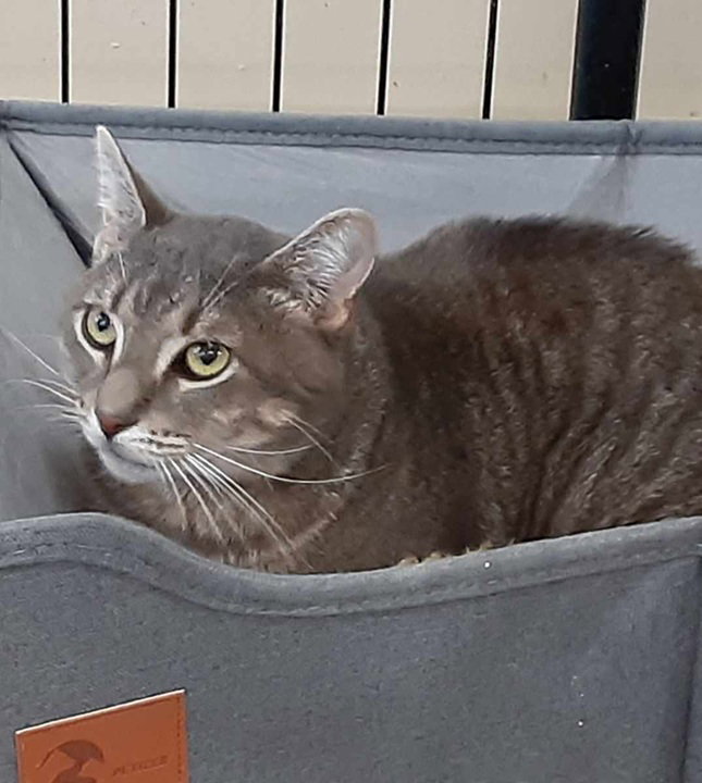 Grayson, cat