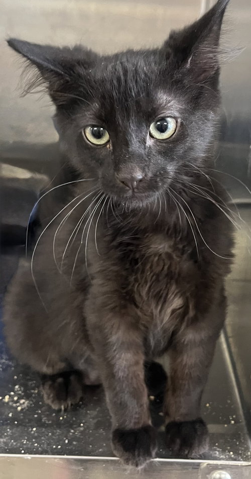BLAIR, a cat for adoption from All About Spay Neuter Inc.