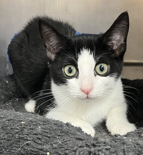 RINGO, a cat for adoption from All About Spay Neuter Inc.