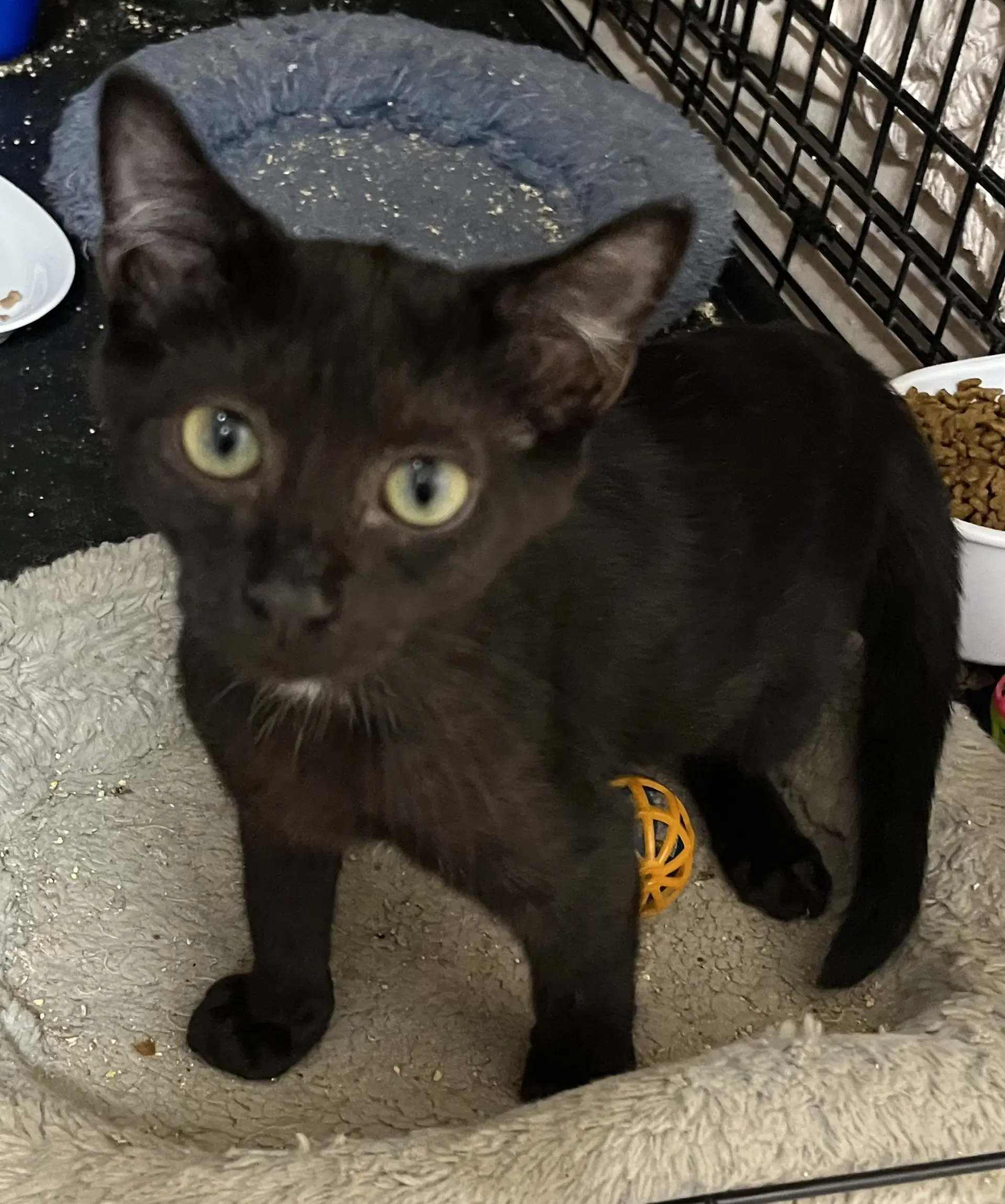 Petunia - American Shorthair