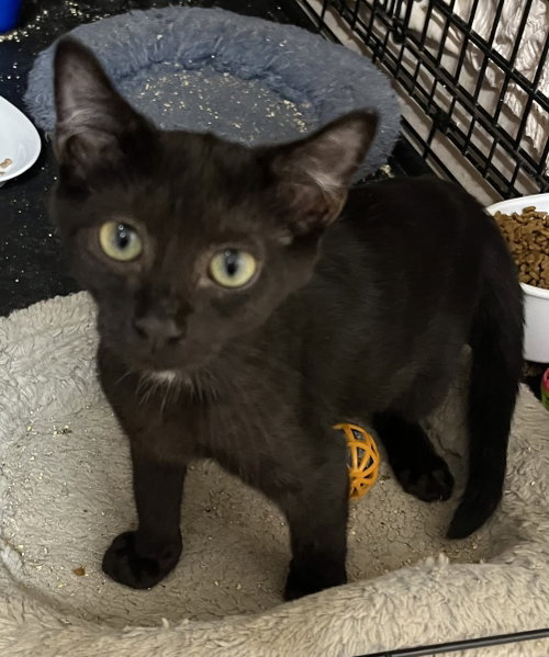 picture of the cat needing adoption
