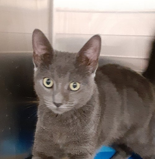 REESE, a cat for adoption from All About Spay Neuter Inc.