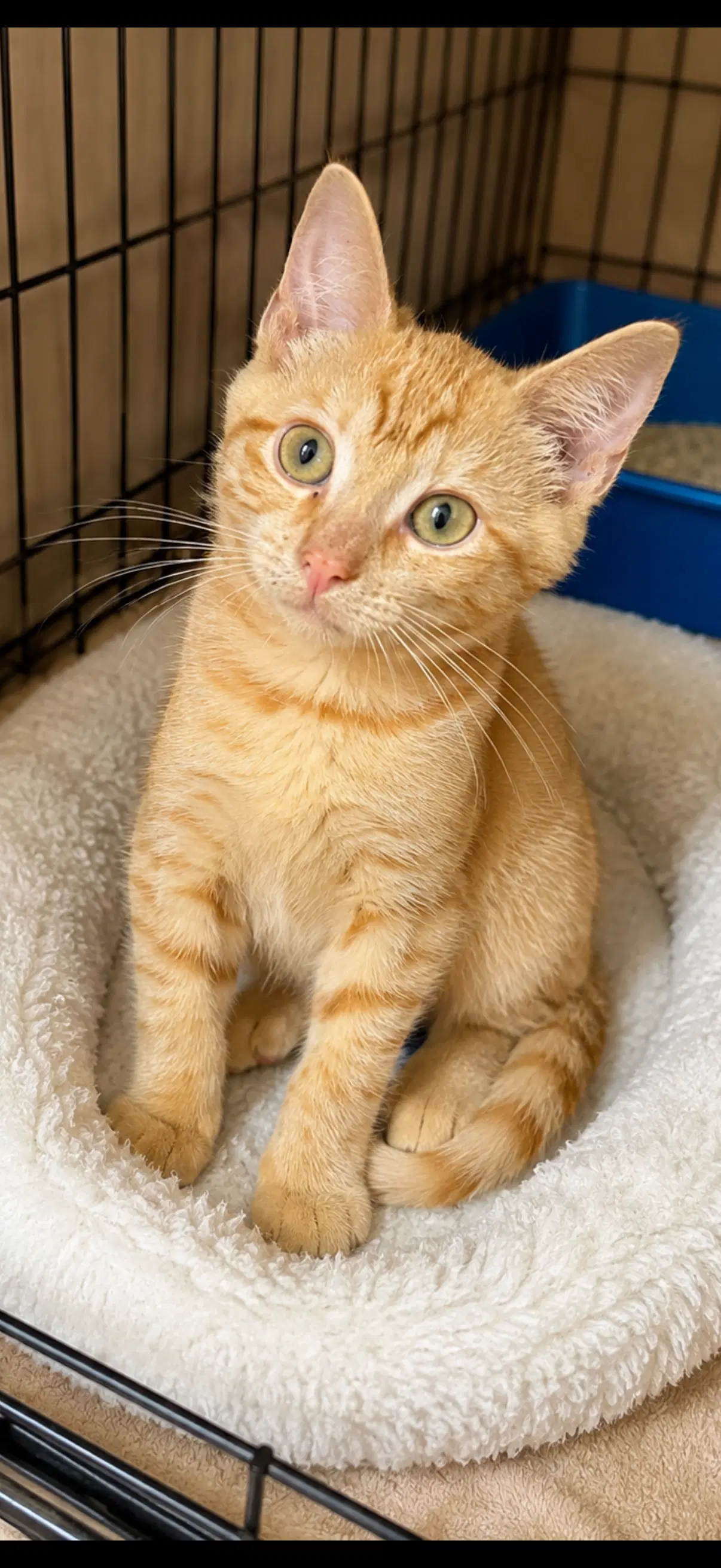 Parker - American Shorthair