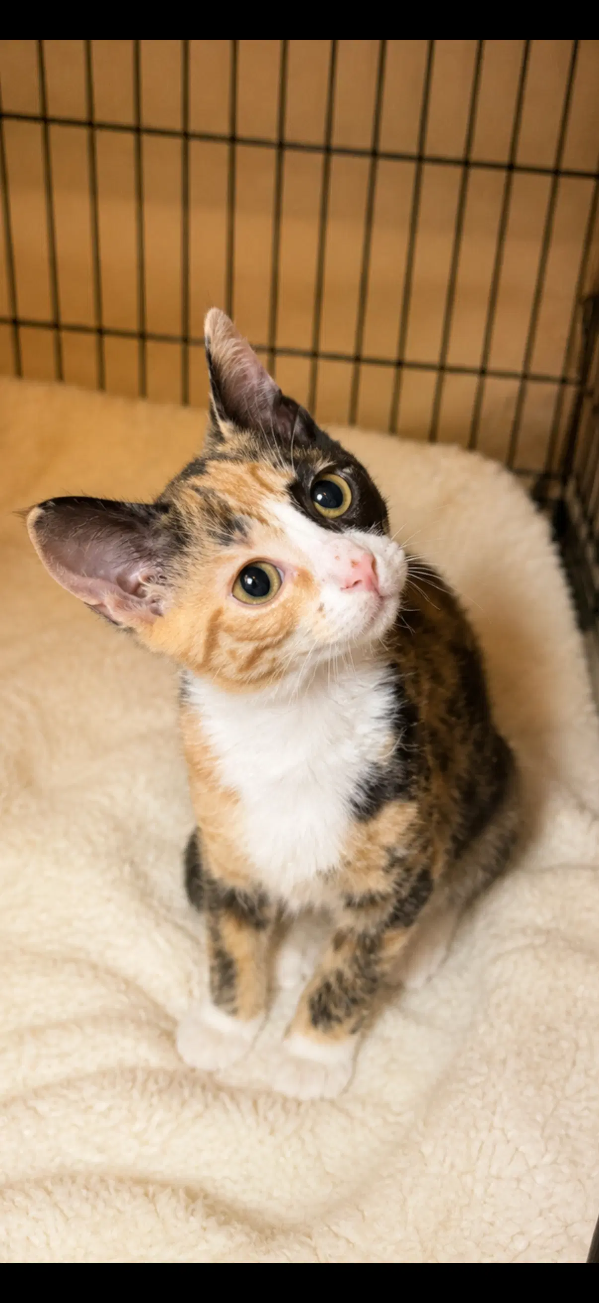 Paige - American Shorthair