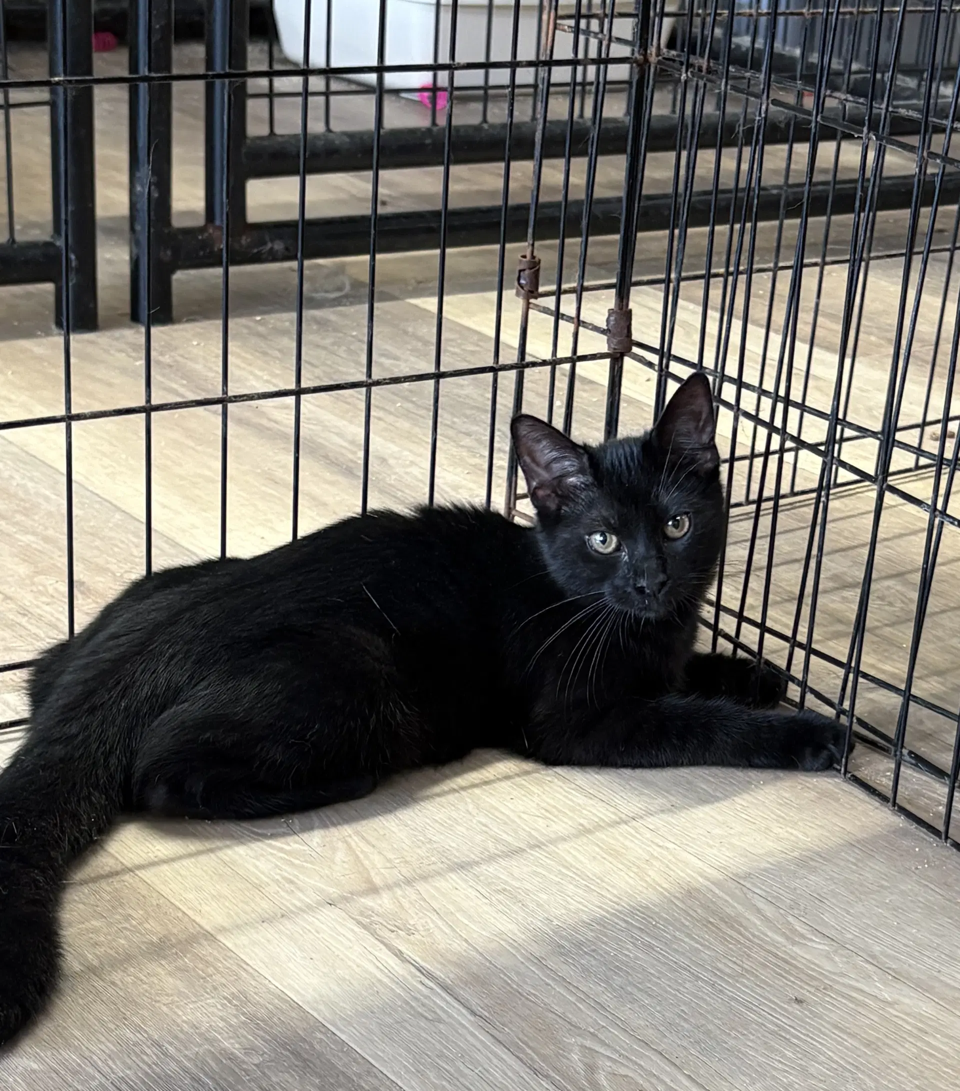 Mallory - Domestic Short Hair