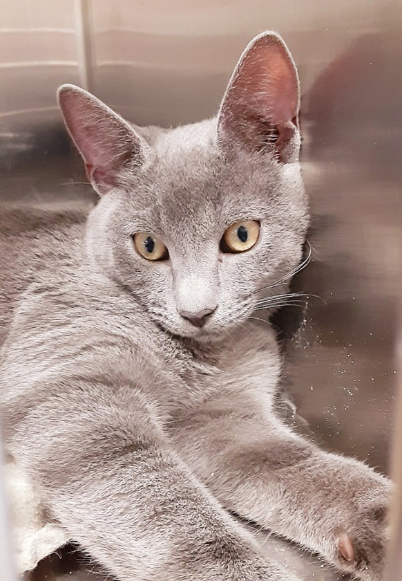 Ronnie, Domestic Short Hair