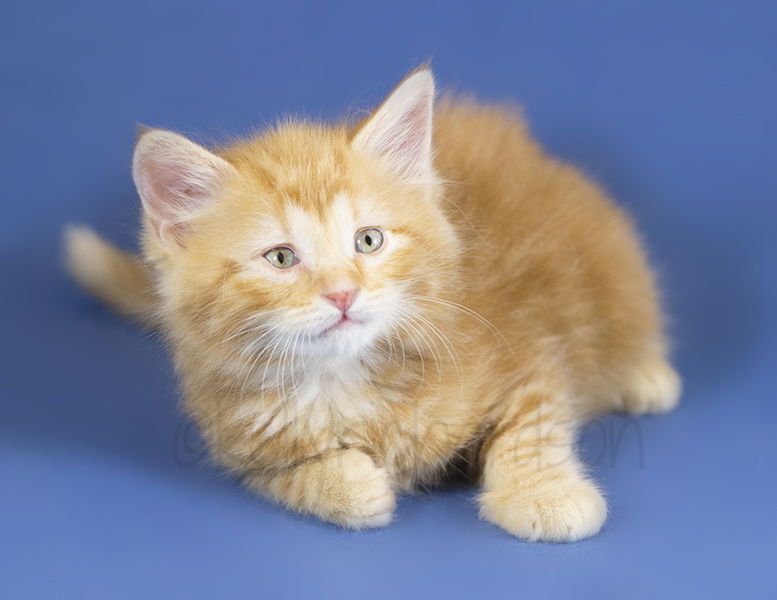 Ginger long hair store kitten