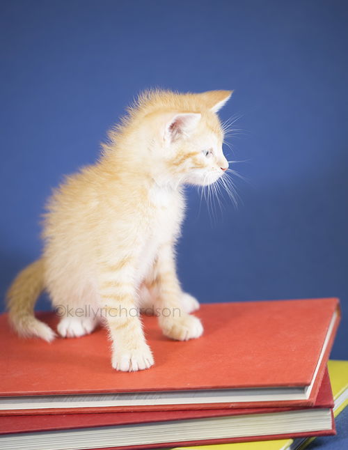 Nutmeg