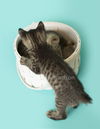 Bo the Bobtail MANX