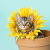 Bo the Bobtail MANX