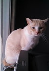 Sinatra