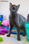 Rosy the Russian Blue Mixed Lady