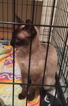 Sun the Chocolate Point Siamese