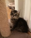 Rixie the Maine Coon mix Kitten