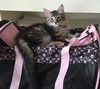 Rixie the Maine Coon mix Kitten