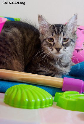 Rixie the Maine Coon mix Kitten