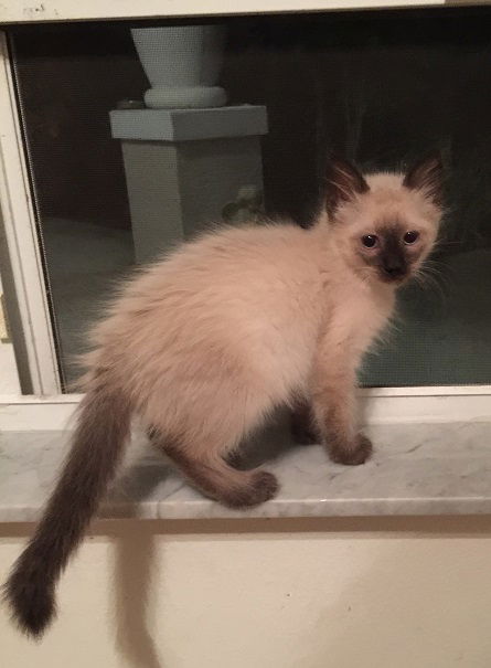 Pixie the Chocolate Point Siamese Kitten