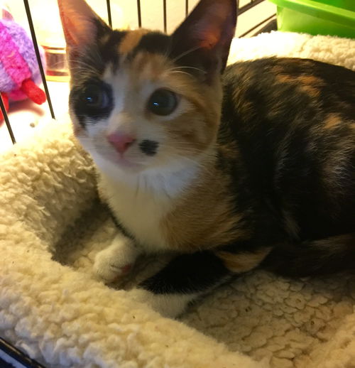 Adele the Sweet Calico