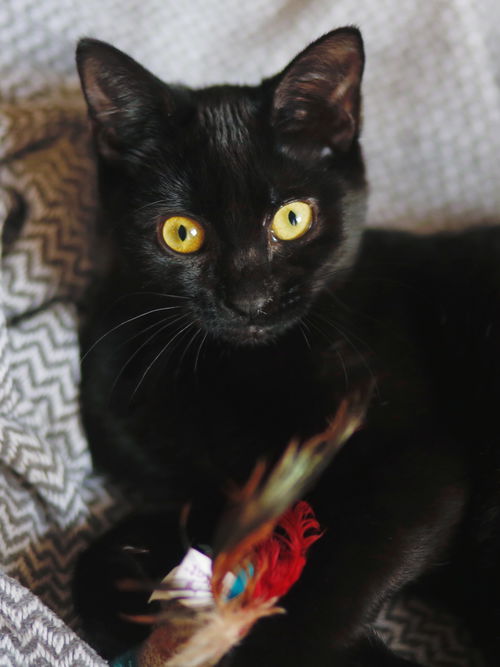 KiKi