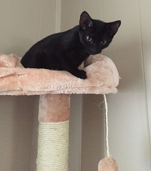 Bat Girl