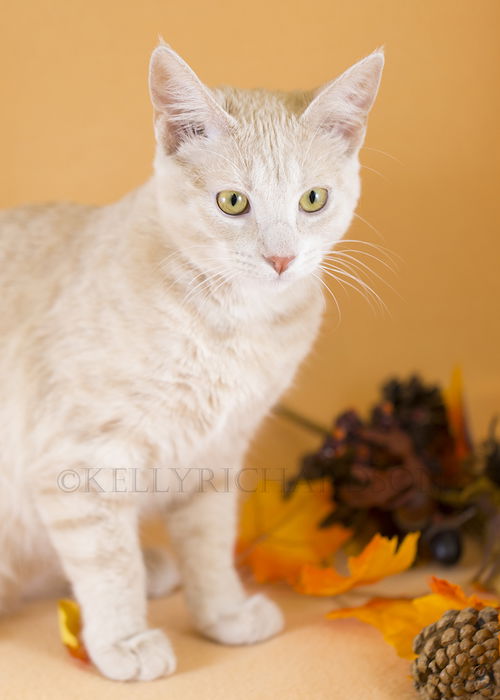 Ember