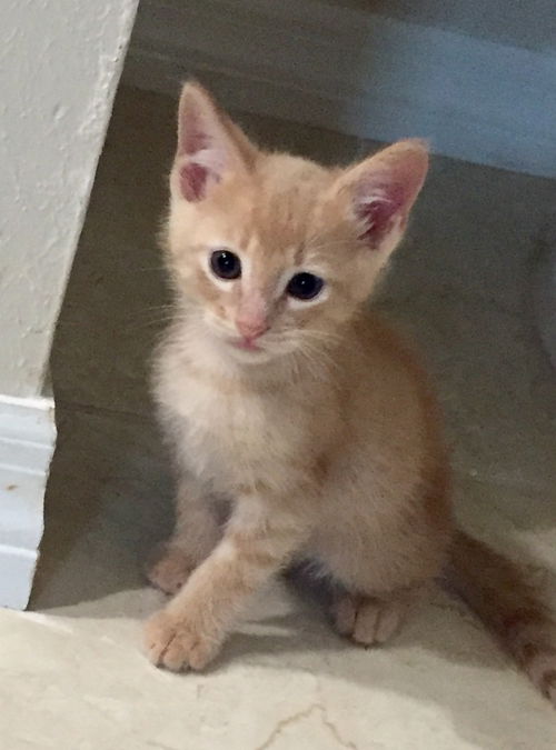 Dennison the Orangeness Kitten