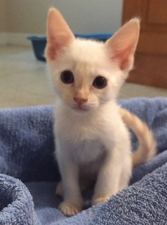 flame point siamese cross eyed