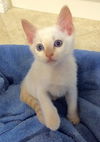 Avery the Flamepoint Siamese Mix Kitten