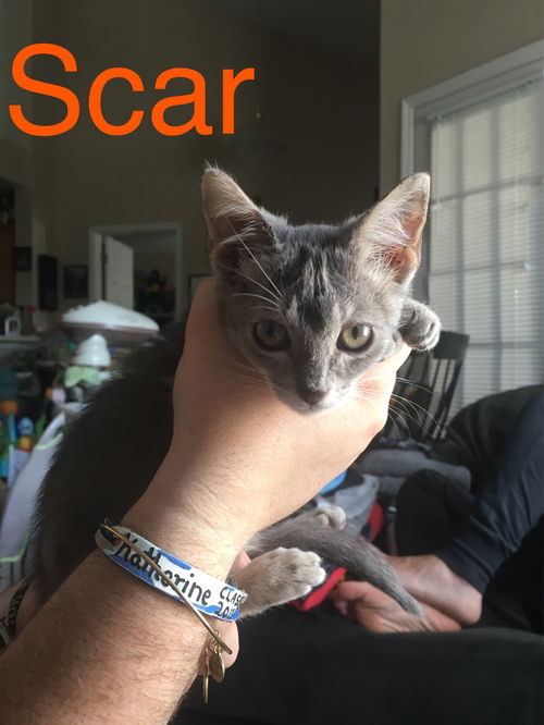 Scar