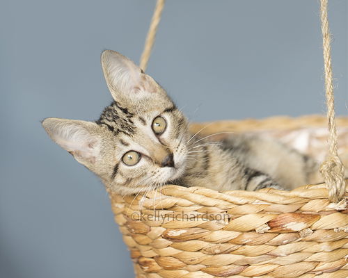 Kodak PURR baby