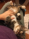 Smokey the Polydactyl Beauty