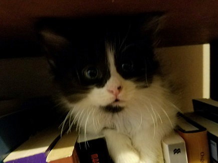 Binki