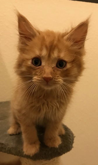 Penny