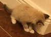 Star the Siamese / Snowshoe Kitten